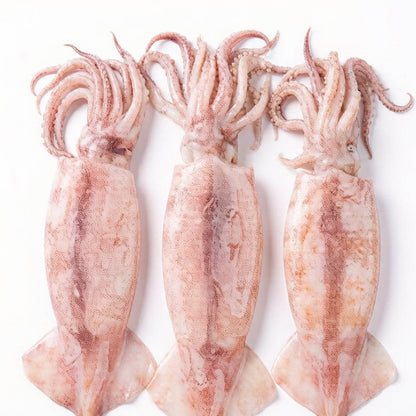 Squid